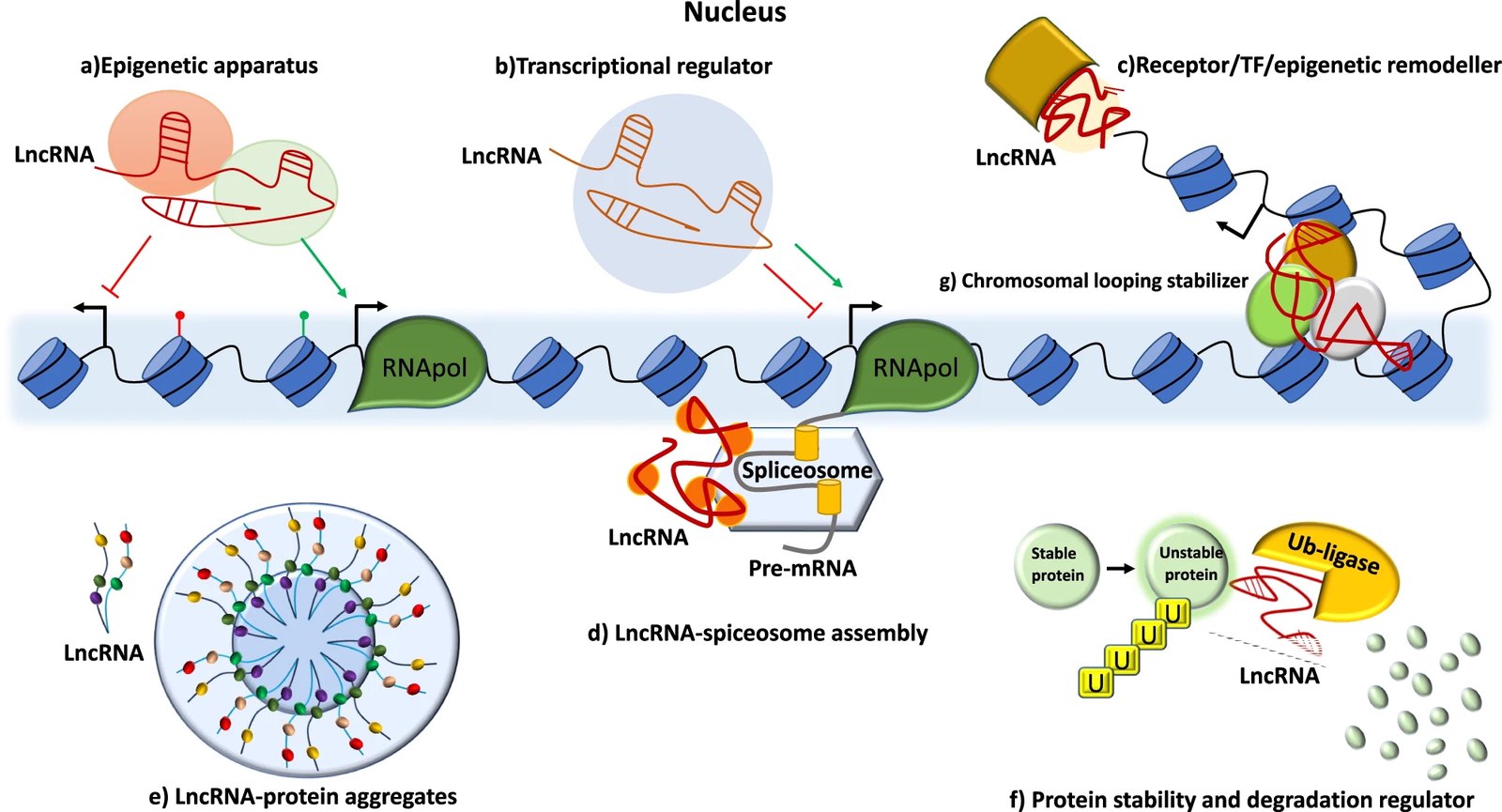 lncRNAがはたらく仕組みの模式図。エピジェネティック装置、転写制御、染色体ループ形成、スプライソソーム集合、タンパク質の安定性制御など複数の経路が描かれている。